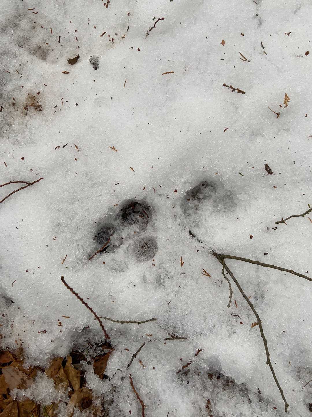 誰の足跡🐾？