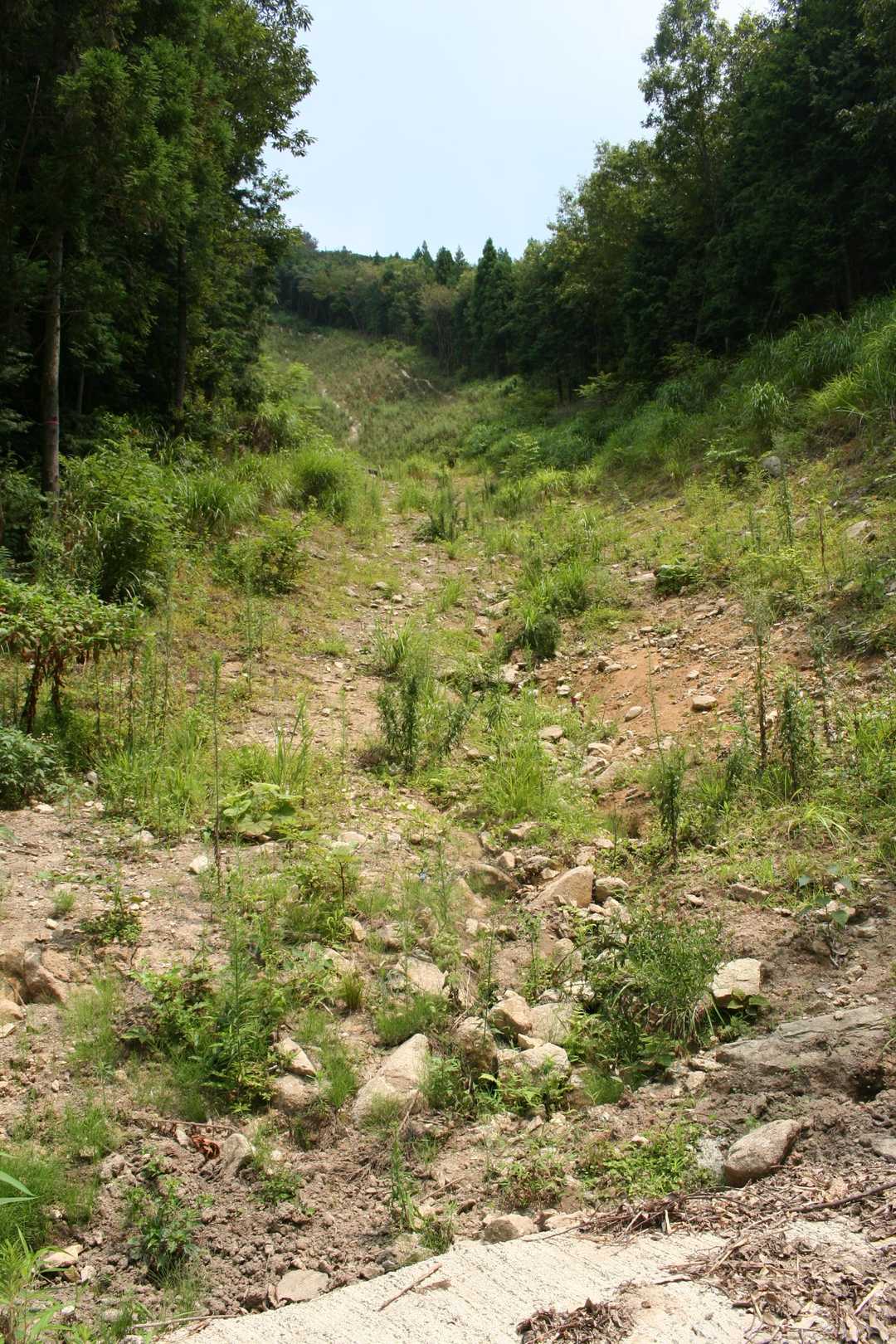 伐採された斜面。ここから亀岳山頂まで歩いた軌跡があった。やっぱりいたか。