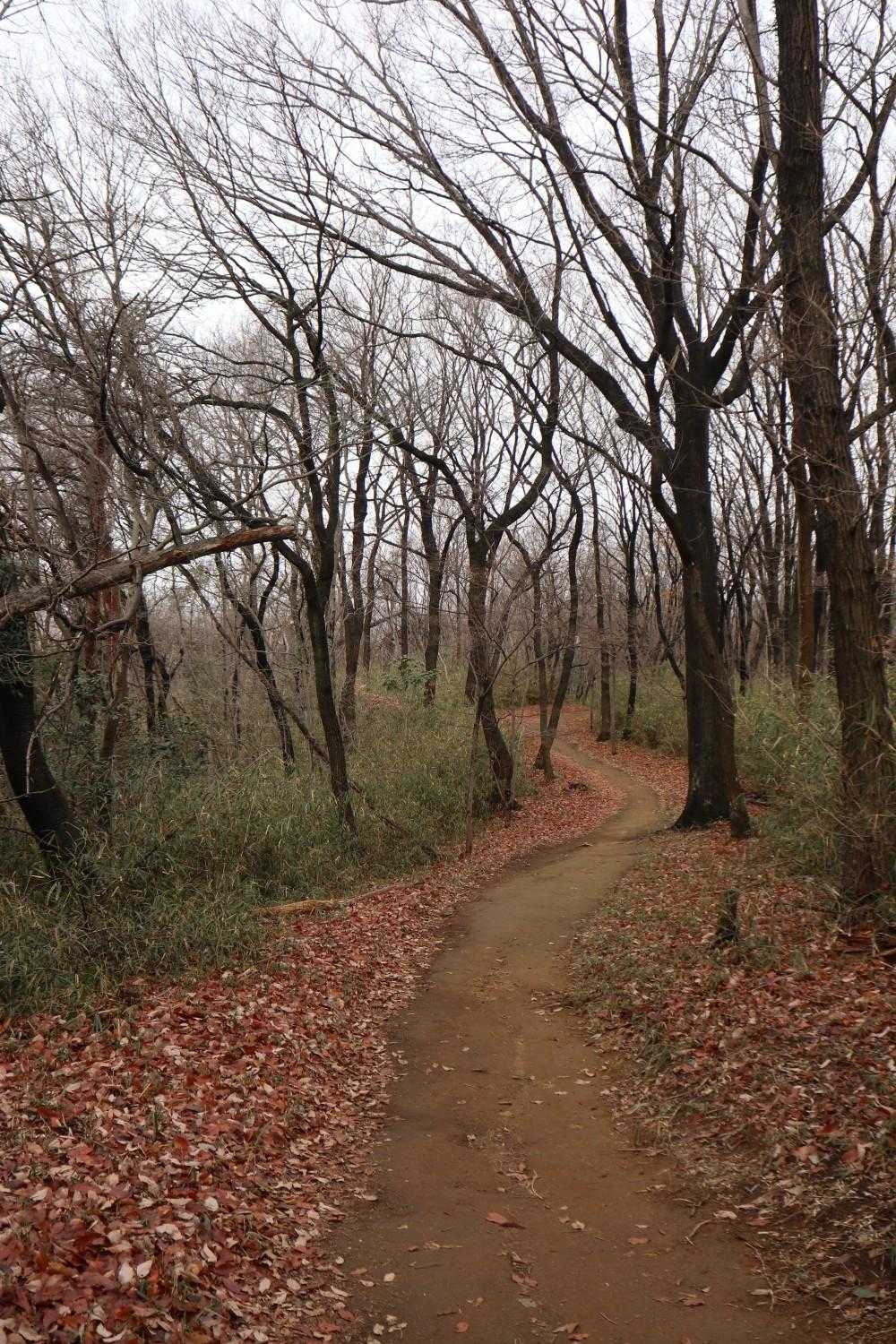 庚申山-ふじふれあい館 周回コースの写真