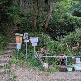 林の中はまだ暗い、