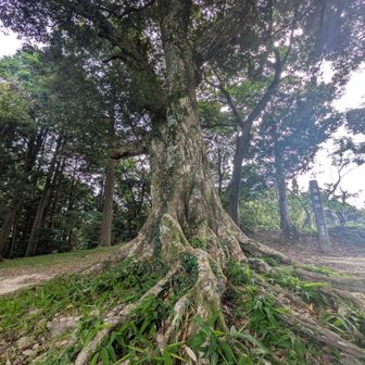 高祖山山頂の樹木②