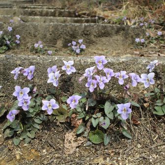 ここにもスミレが