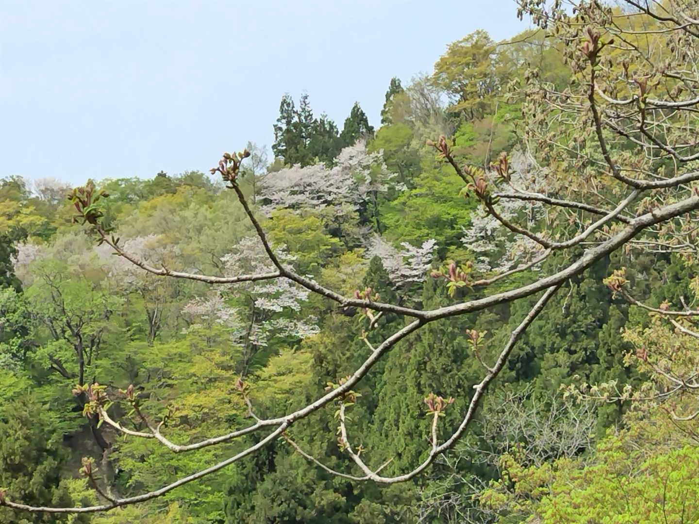 桜と新緑が優しい🌸🌳