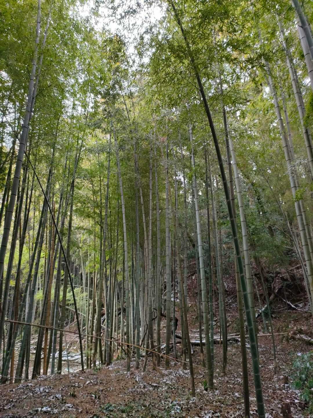 長野岳 往復コースの写真