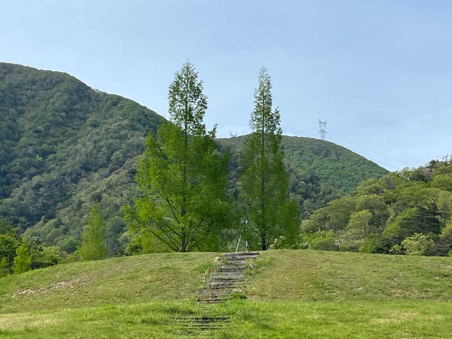 メタセコイア🌲かな？