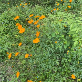 今年もこの花の季節になったのか
コスモスに似ていますが別種らしい