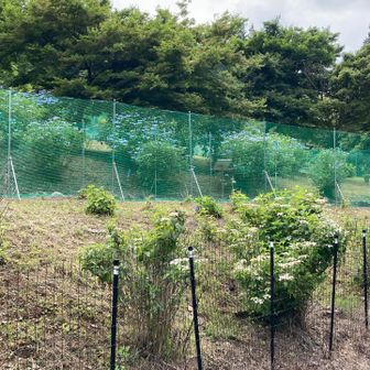 麓の方にしか紫陽花は植っていない