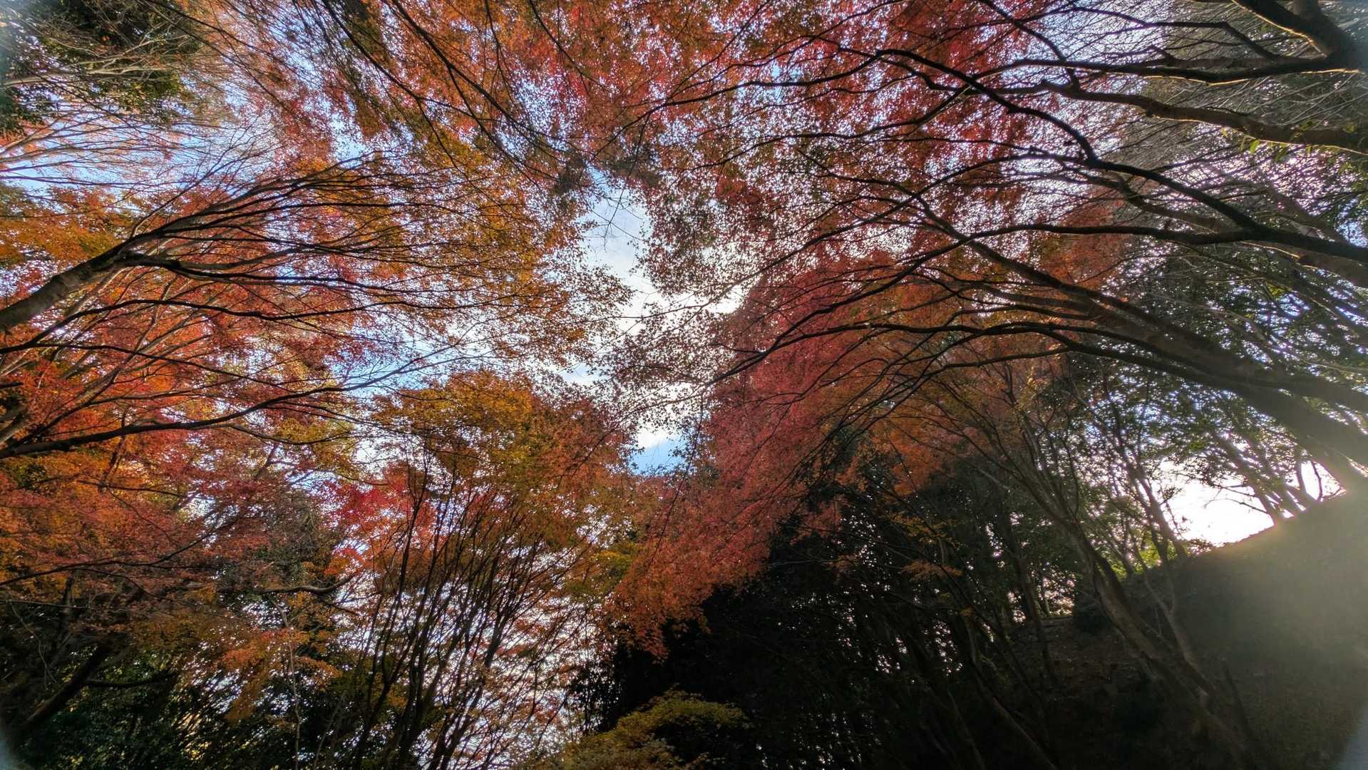 紅葉が綺麗でした。