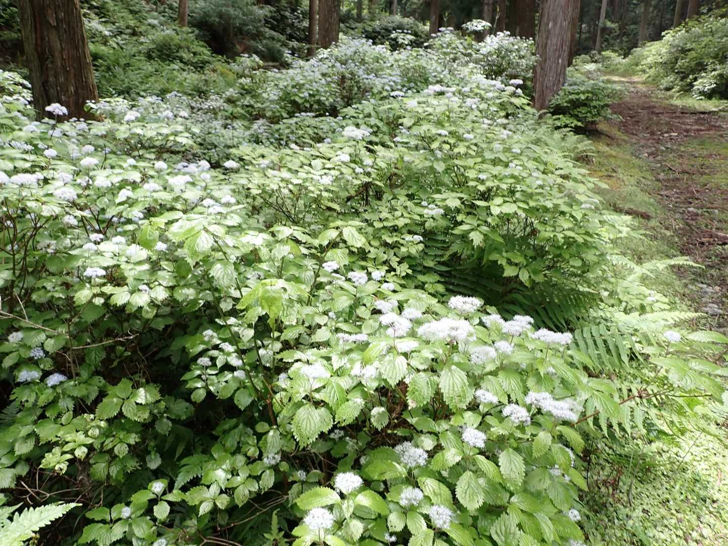 白屋岳登山口-白屋岳 往復コースの写真