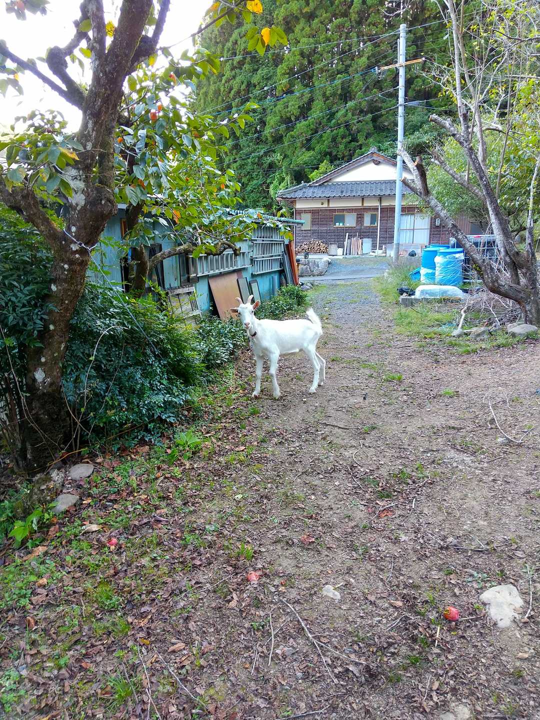 民家の脇に下りてきました
ヤギさんこんにちは👋😃
🐐さんめちゃびびってました💦ごめんね🙏💦💦
でも右の民家の隙間からは勇ましい犬君がガウガウ吠えてます🐕‍🦺
私がビビってます😅