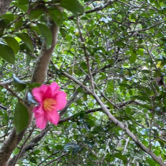 １輪だけ咲いていたサザンカ ( 山茶花 )
遠かったので、ピンボケです～(言い訳😅)

この子は、ちょっとアワテンボさんですね。
ここのサザンカは、まだまだこれからです🌺