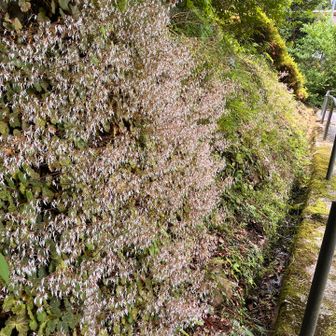 ユキノシタの花🌸
天狗堂さんの天ぷらにも入ってました
