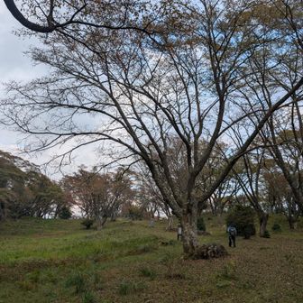 山桜🌸の木の中を🚶