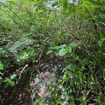 遊歩道から別れ山頂に向かうが登山道が無い。
藪漕ぎで無理矢理登る。
僅かに踏み跡があったり無かったりだが
ここで行き止まり。戻って踏跡を探す。