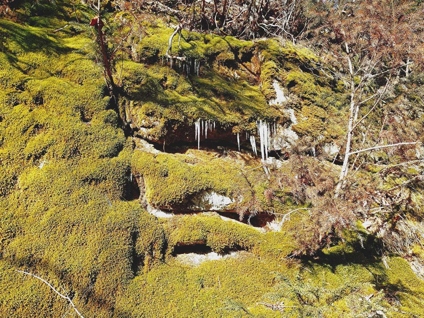 苔にもつらら