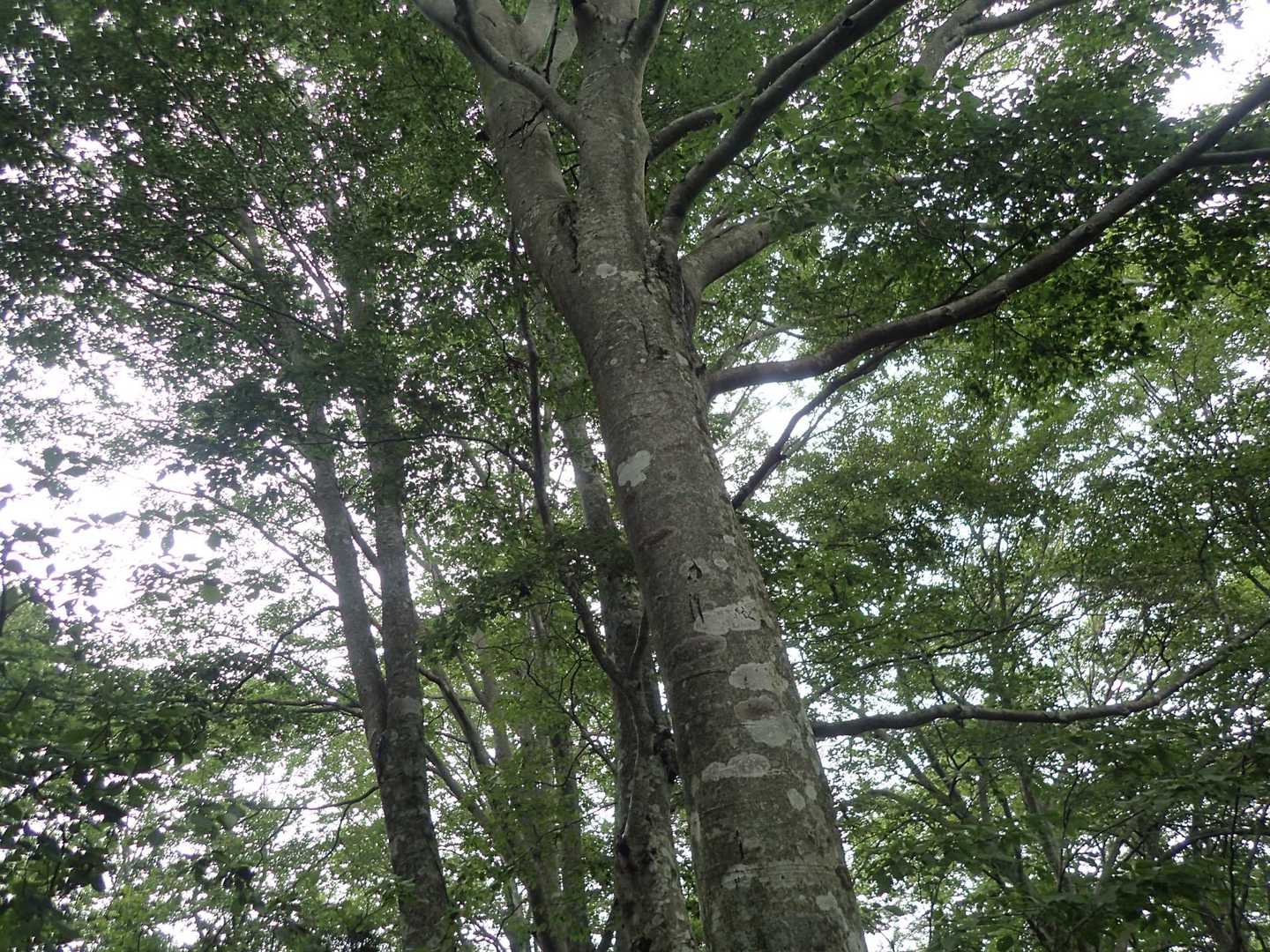 綺麗なブナ