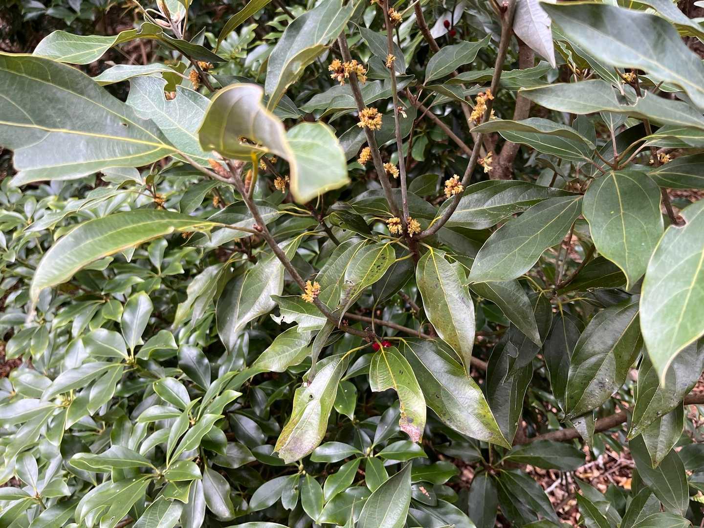 シロダモの雌花？

一年かけて赤い実になるそう。
ちらっと見えてる🔴

