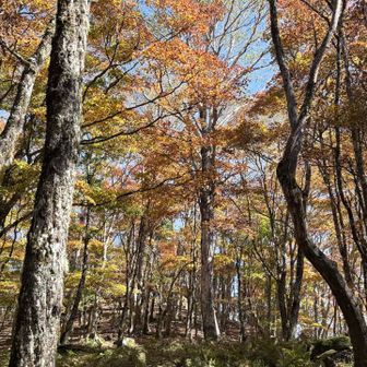 紅葉もいい感じになってきてます
写真に撮るとイマイチ