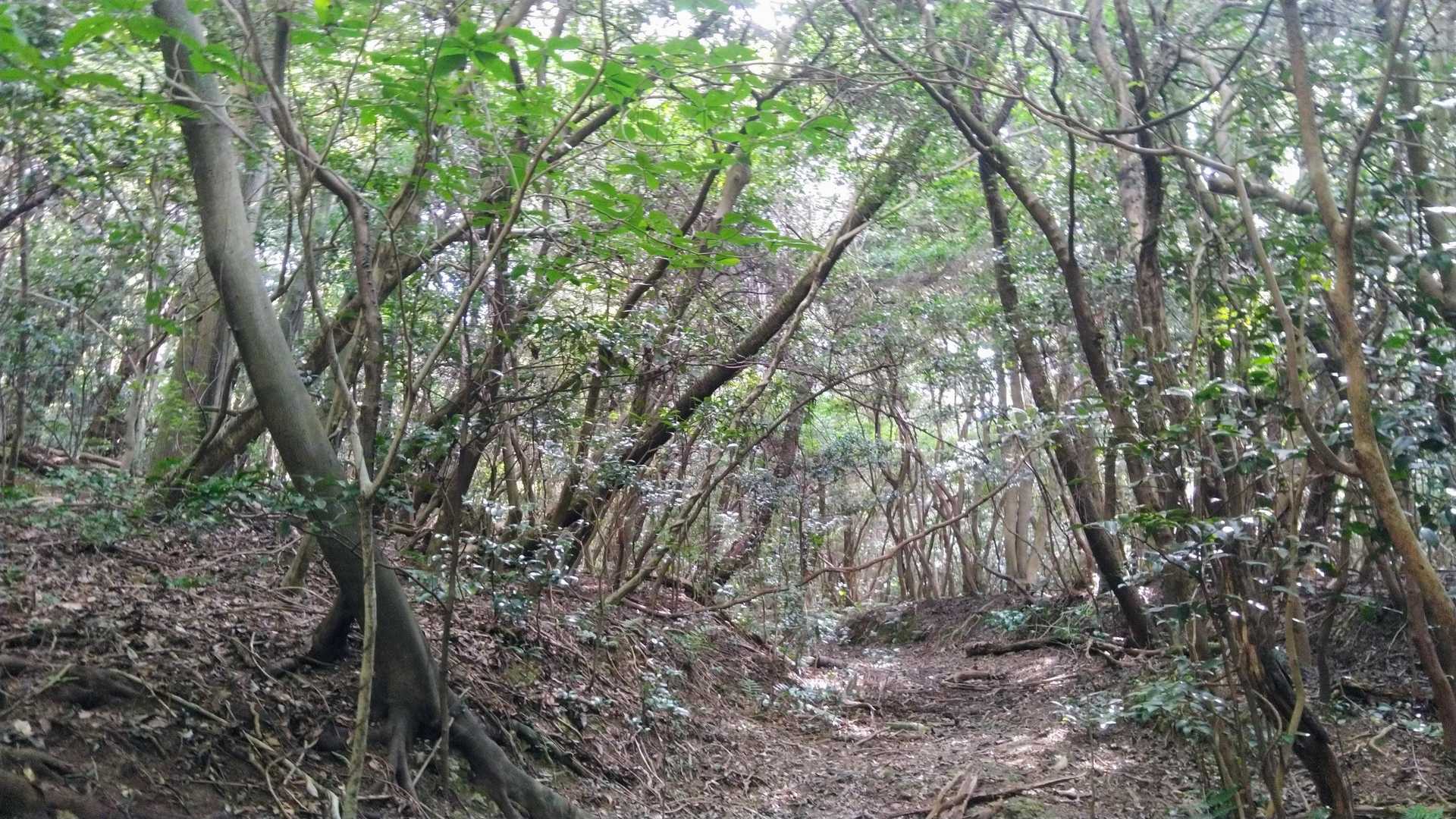 天霧山-弥谷山 往復コースの写真