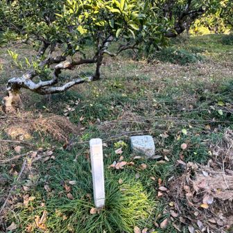 みかん畑の中にある芝ヶ峠の三角点