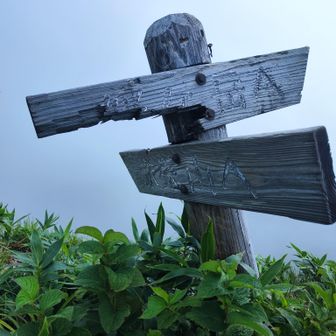 少し進んで分岐まで来てみた。
更に進めば赤兎山。もっともっと進めば白山。もちろん白山は霧の中😶‍🌫️
