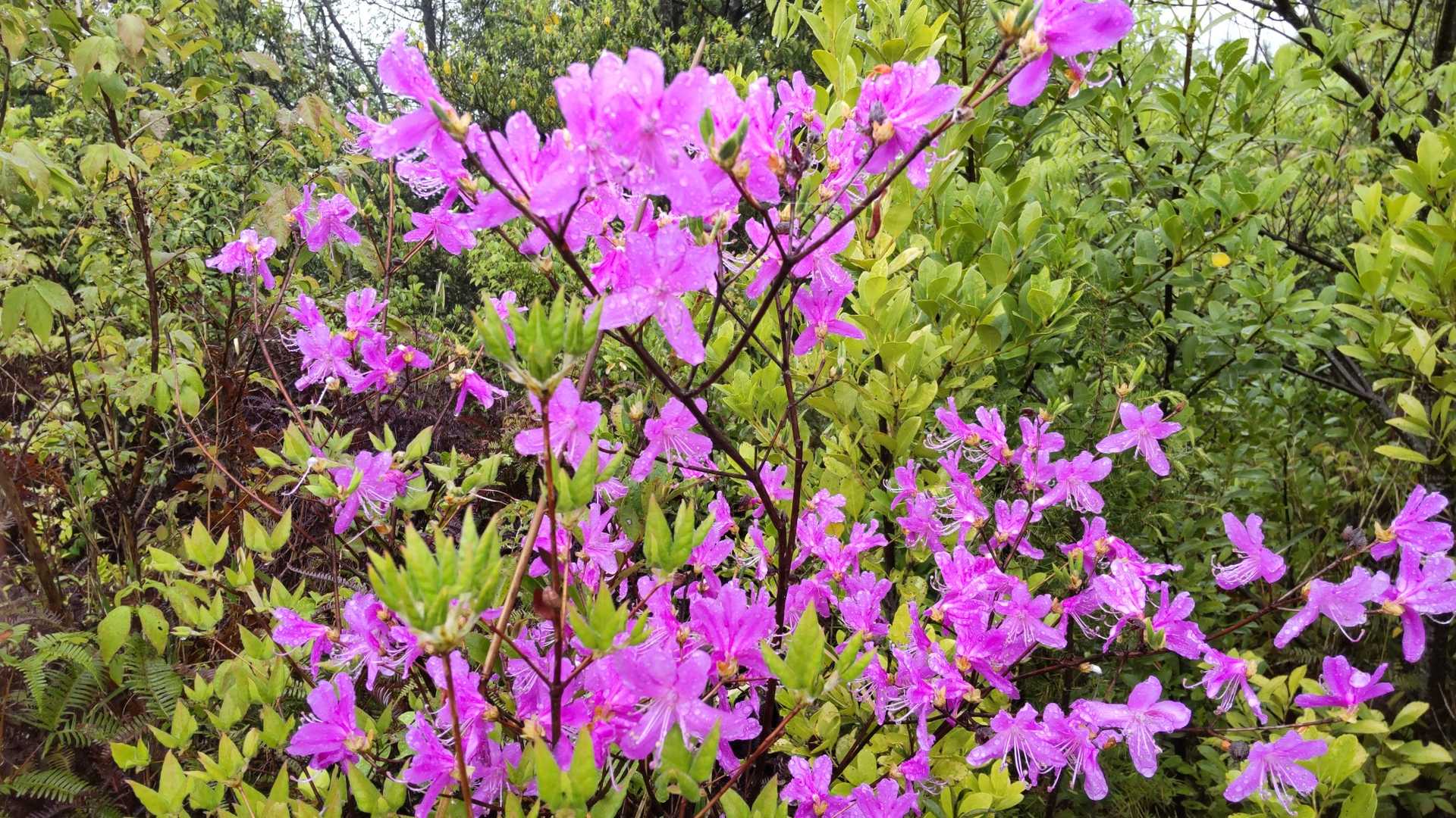 綺麗ですね