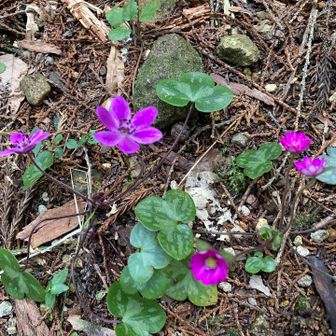 登山口の雪割草
