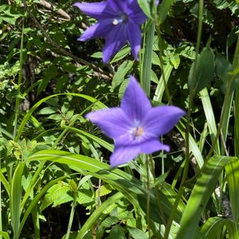 5枚と6枚の花弁のキキョウ