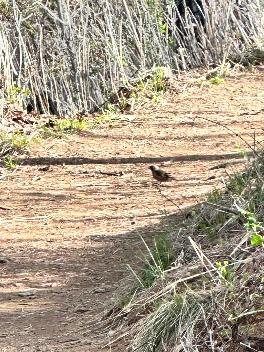 さっそく鳥さん発見