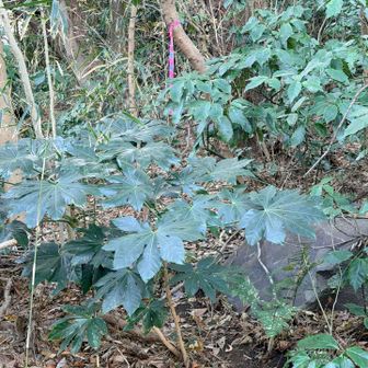 中山のピークへ
ピンテあるのでここから適当に入ります。