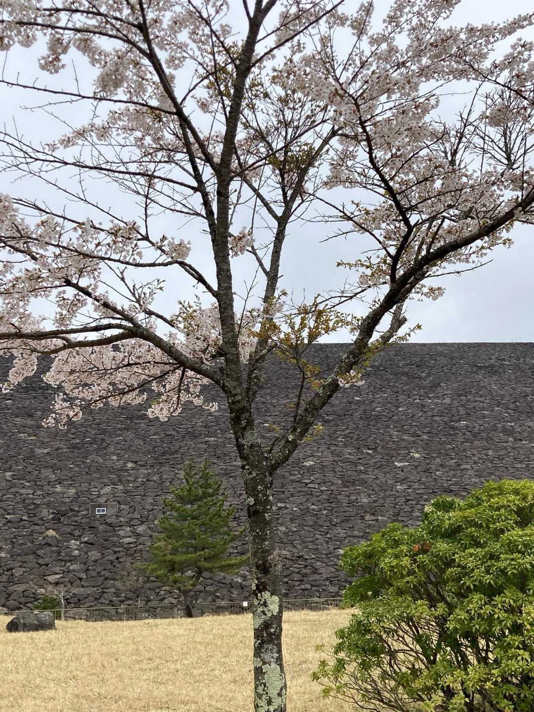 サクラと栗山ダム