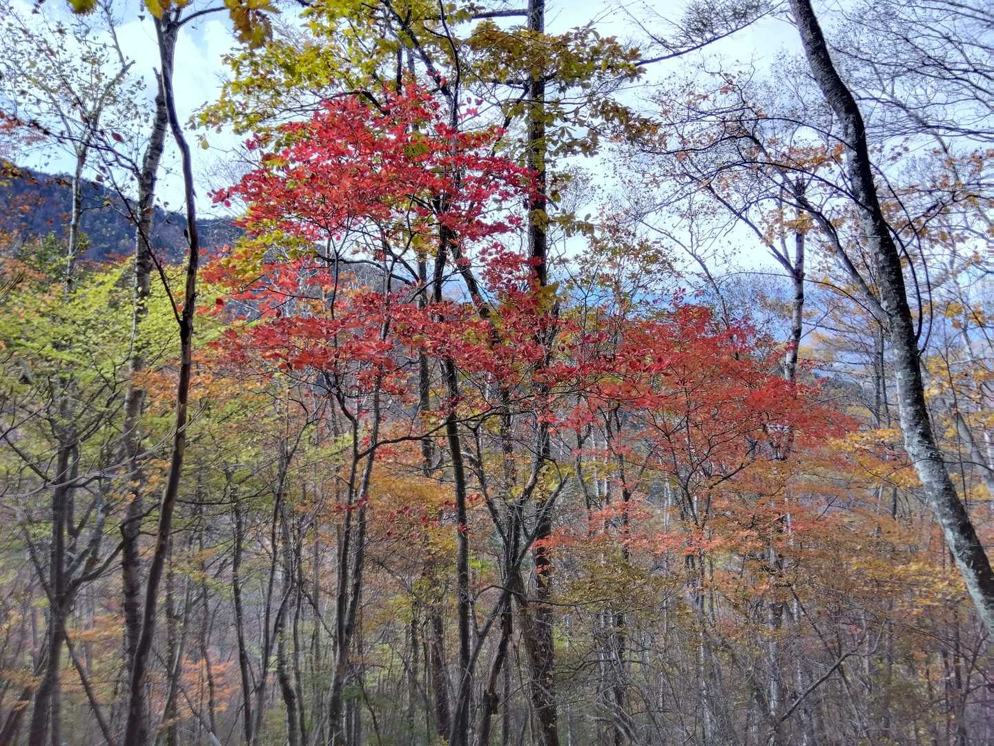 長者の森コース登山口-前衛峰-御座山 往復コースの写真