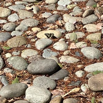 ん⁉️ まさか‼︎ 😳