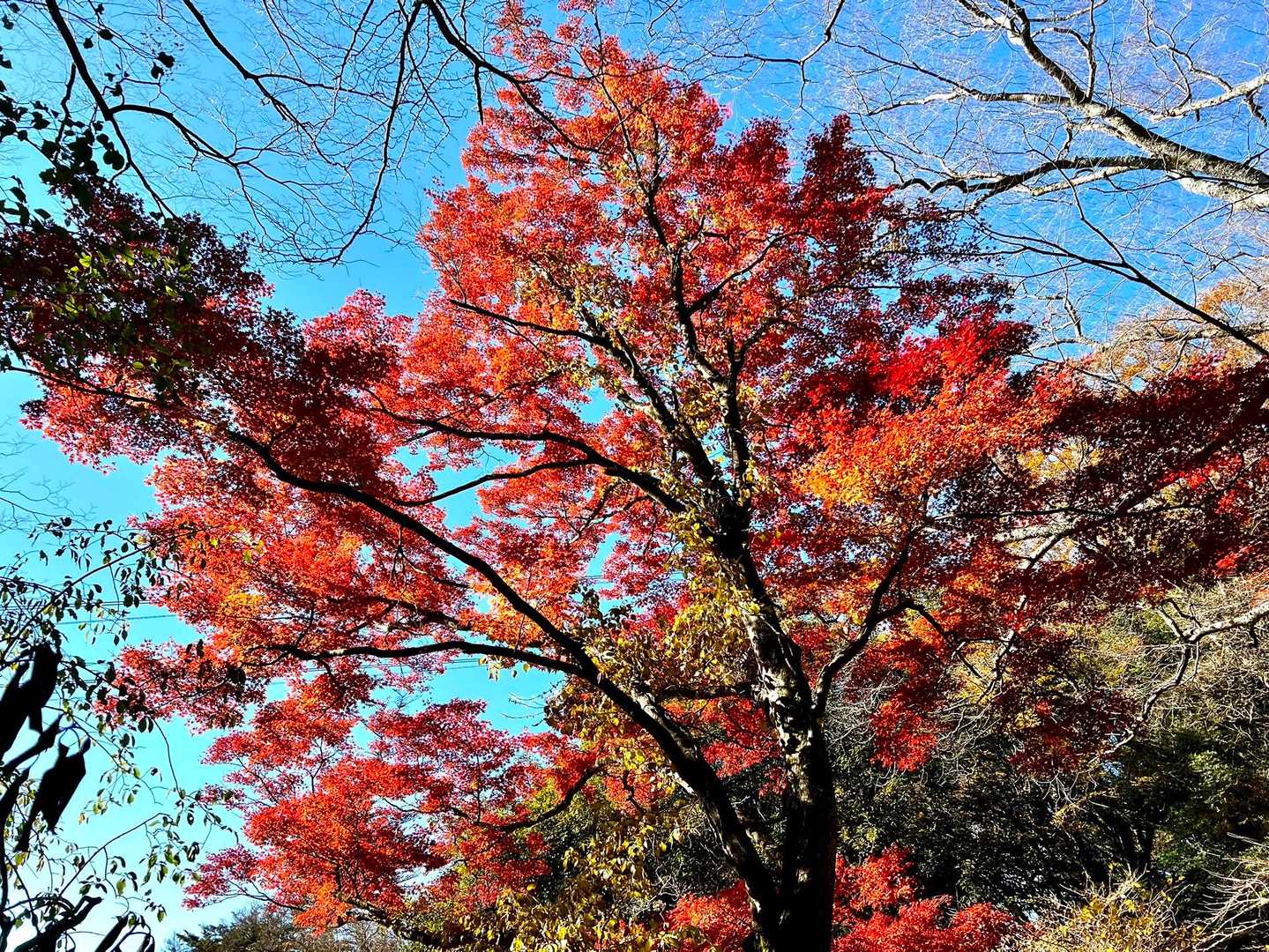 ここも紅葉