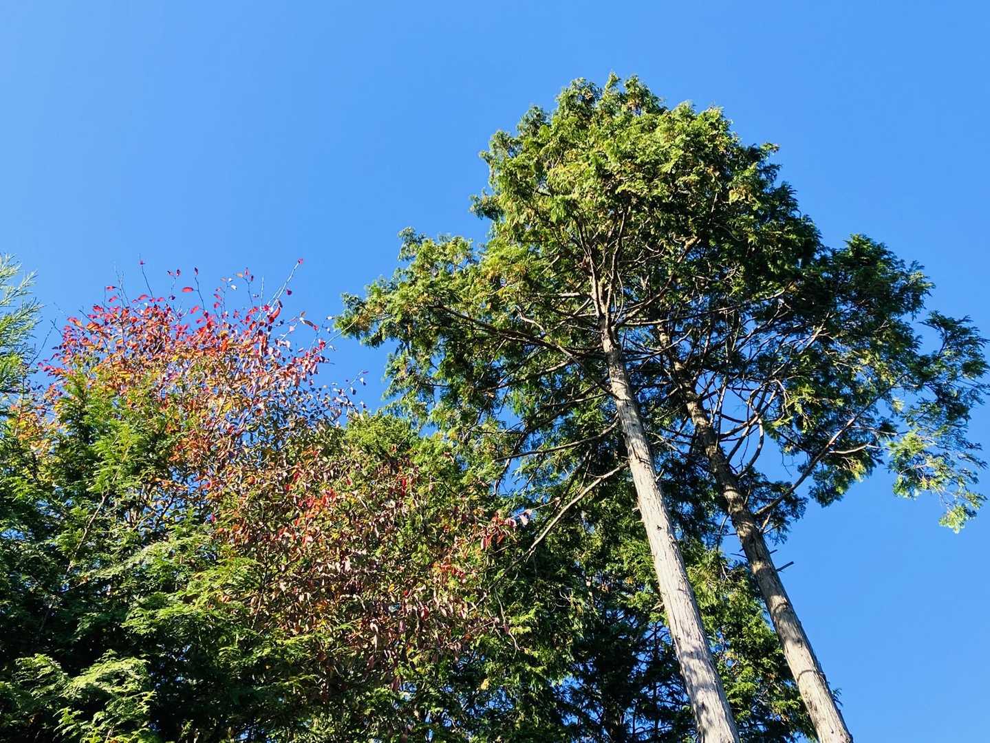 那岐山登山口-滝山-那岐山 周回コースの写真