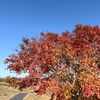 真っ青な空に紅葉🍁も🥰