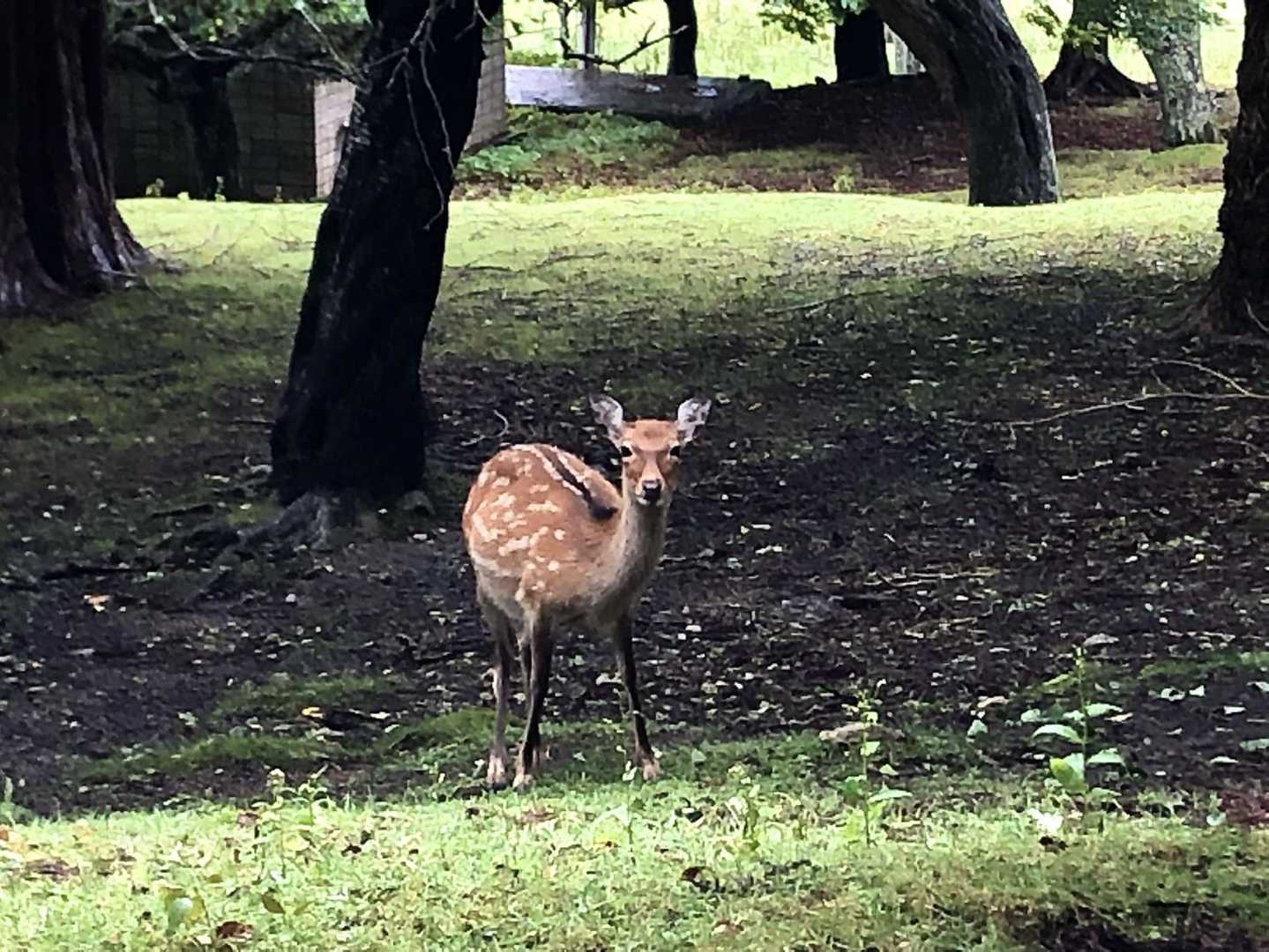 今日の第一鹿さん🦌