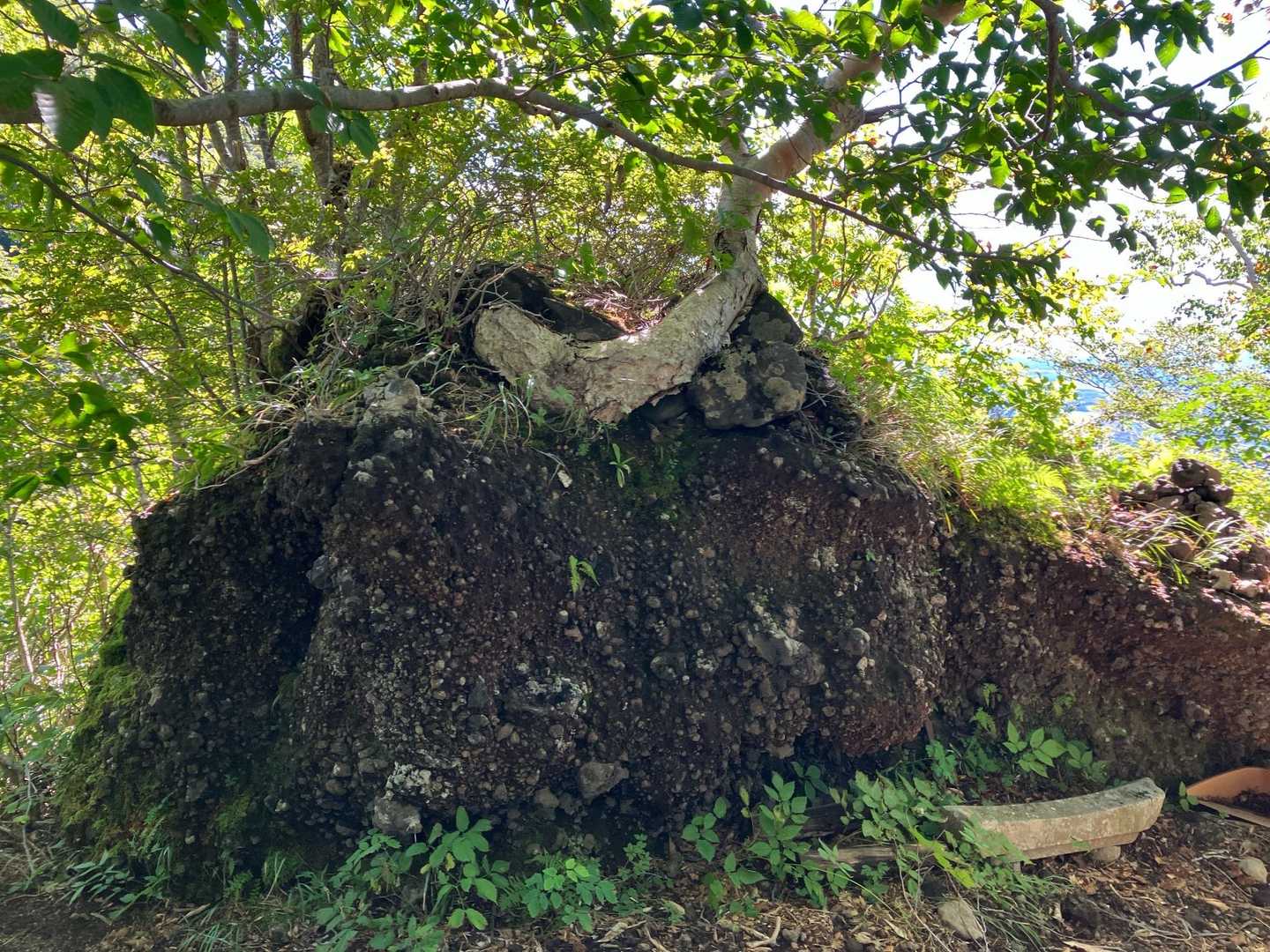 岩から木が生えてます