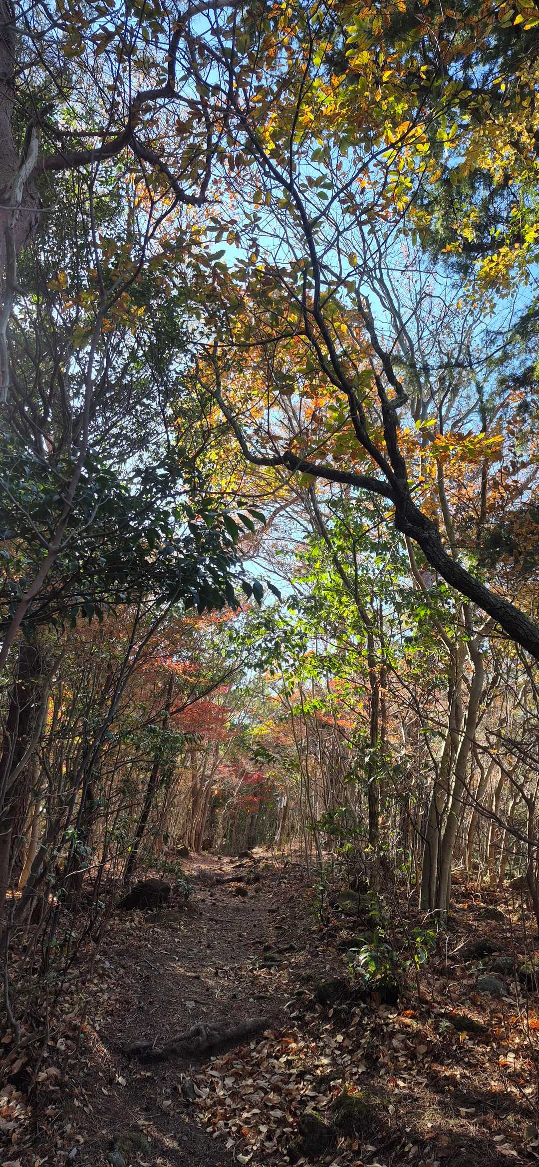 観音山 往復コースの写真