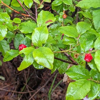 甘酸っぱいウスノキの赤い実🍒
先端は五角形*️⃣