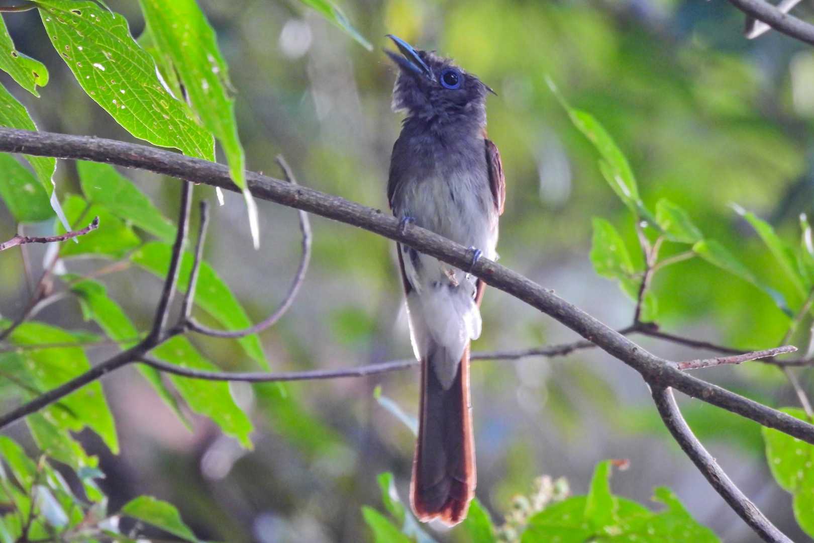 幸先よくサンコウチョウを撮影できました😊ピントが甘いですが😅