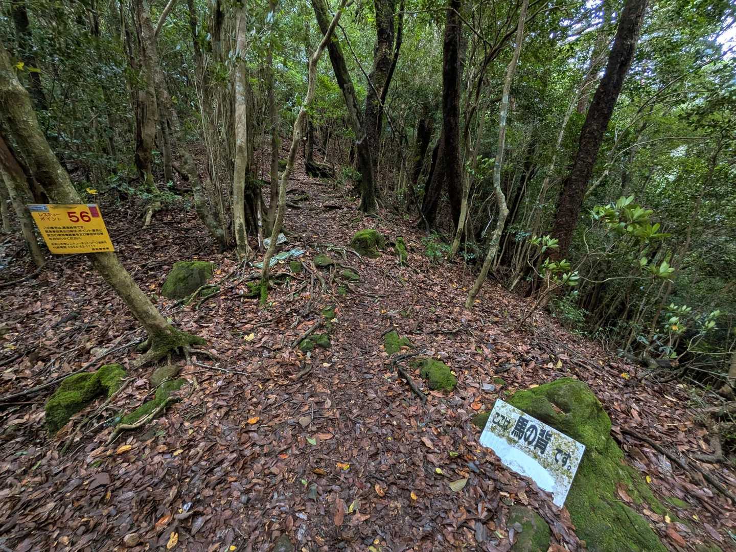 馬の背到着