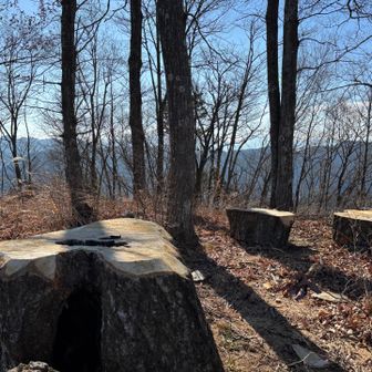 浅間嶺から少し歩いた所
個人的に腰を下ろしたくなった切り株たち