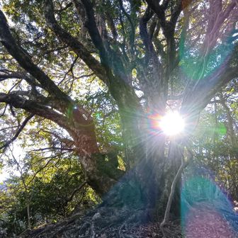 六甲山で2番目に大きい赤樫