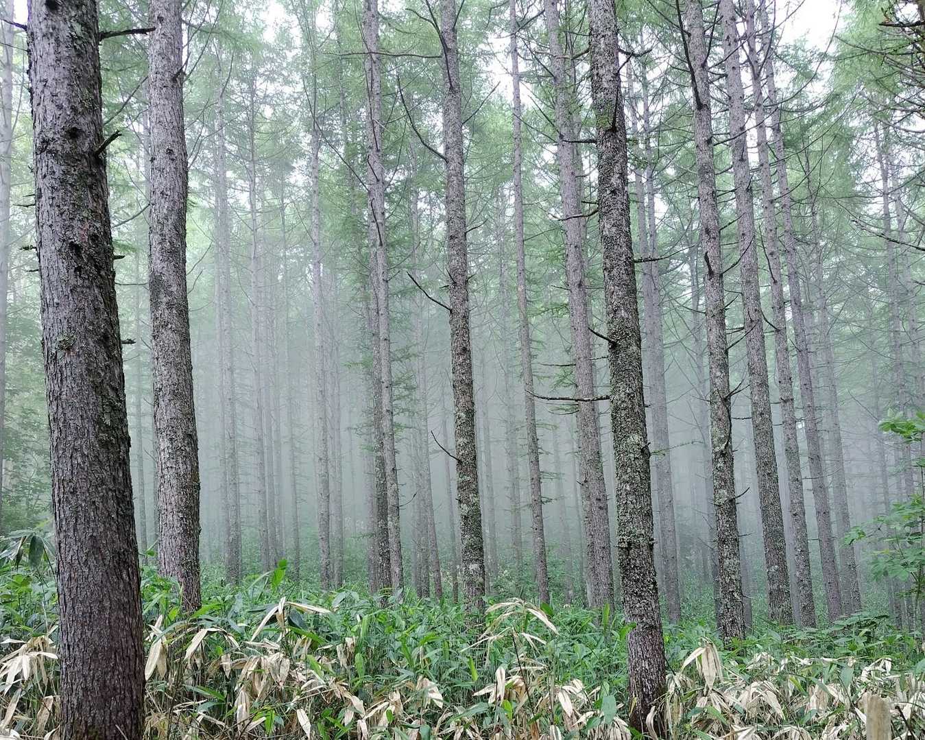 カラマツ林