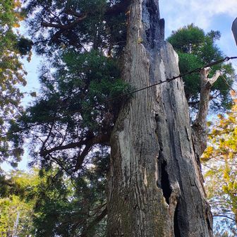 裏に回ってみたら枝がなかったので風の影響？と一瞬思いましたが、よくよく見ると幹の中が焼けた焦げたような跡があったので落雷かな？焼け焦げ、幹はほぼ空洞なのにまだ半分は枝がしっかり生えている
大木の生命力にしばし見入ってしまいました

※調べてみたらここは二本杉で有名だったらしい。もう一本には気づかなかったので既に枯れてしまったのだろう。焼け焦げの跡はやはり落雷によるもので昭和49年の出来事のようだった。落雷後も50年以上立ち続けていることに改めて感動と、建築に用いられる伝統技法の焼杉の効果もあったのかなぁと考えされられるものがあった。