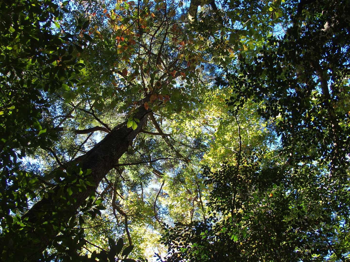 植林帯を過ぎると、ほ～ら巨木✨
赤くないね…黄葉やね😁