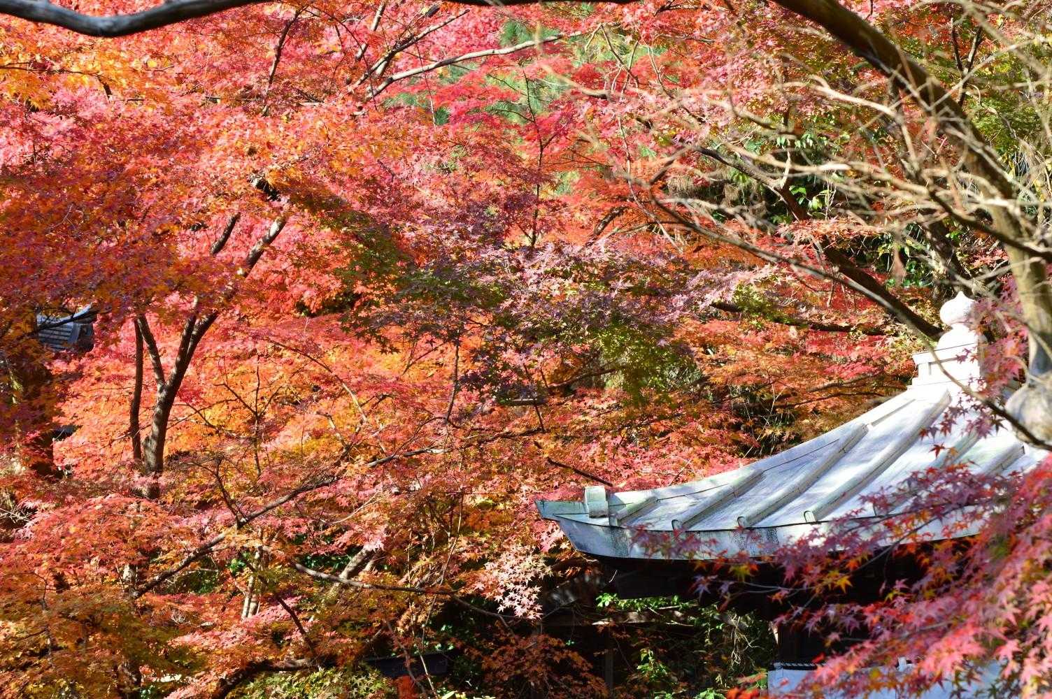 ここは大阪府になるはずですが
京都府とは県境。
風光明媚な京の都の風情を感じますね…