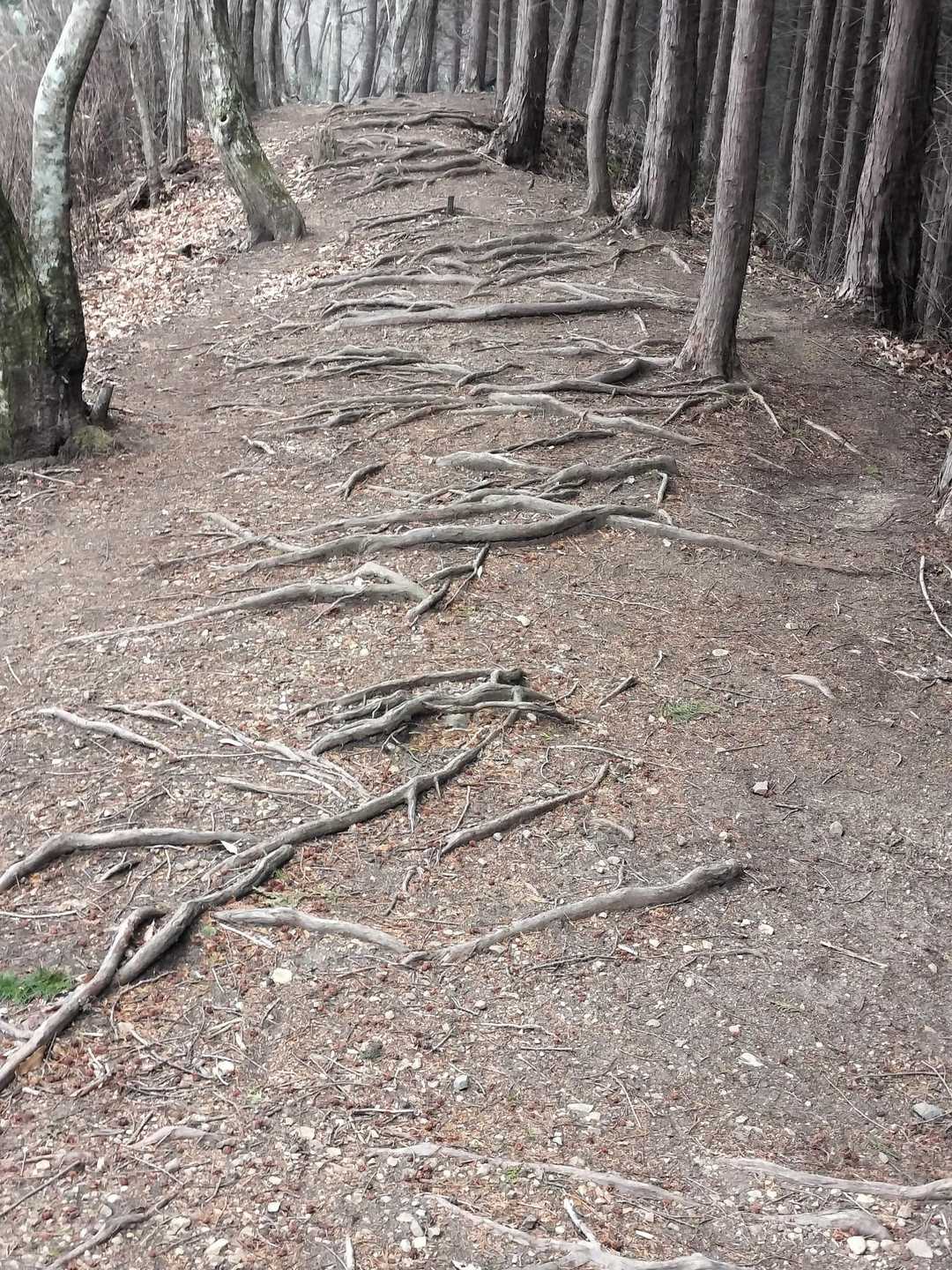 おなじみの木🌲の根ロードです😳
