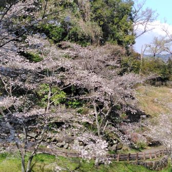 衣笠山のソメイヨシノ